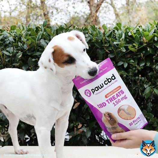 Why take one when you can take the whole bag?  . #cbdfordogs #cbd #dogcbd #cbdcommunity #dogstagram #dogmom #doglover #dogtricks #dogtreats #dogsofinstagram #jrt #jackrussellterrier #jackrussell #jackrusselllovers #jackrusselllife #jackrussellsofinstagram #jrtofinstagram