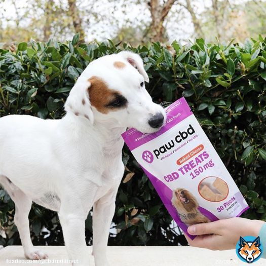 Why take one when you can take the whole bag?  . #cbdfordogs #cbd #dogcbd #cbdcommunity #dogstagram #dogmom #doglover #dogtricks #dogtreats #dogsofinstagram #jrt #jackrussellterrier #jackrussell #jackrusselllovers #jackrusselllife #jackrussellsofinstagram #jrtofinstagram