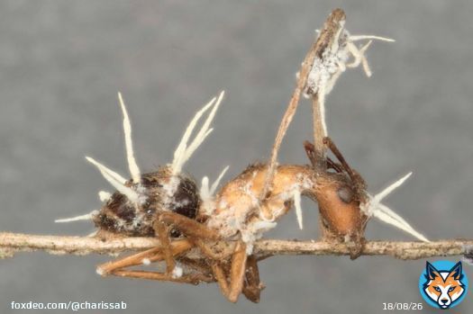 So you thought that zombie ant fungi were all-powerful? Think again! We discovered two new fungal species that parasitize Ophiocordyceps fungi. Intrigued? Here's the pre-print with their description, genomes and natural history @Brittany_Lebert @joaoofungo