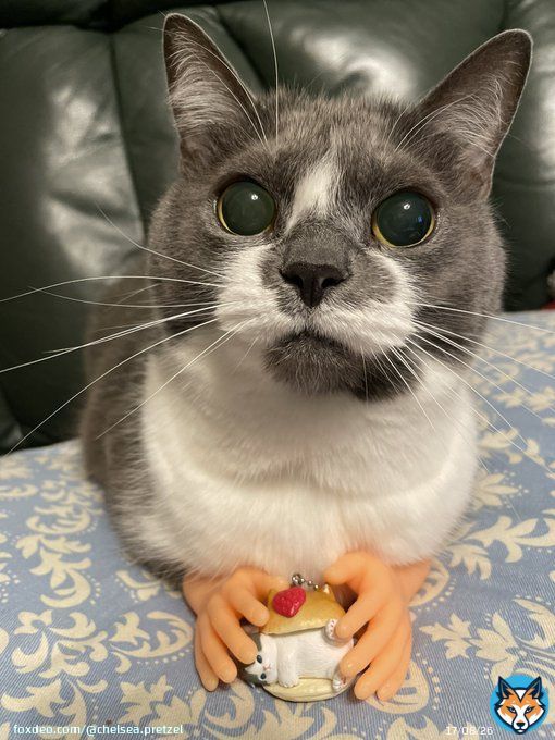 どうぞ食べますかにゃ  #猫好きさんと繫がりたい  #ハチワレ #ねこ　 #ねこのきもち