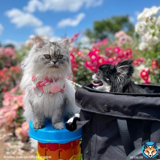 ポカポカお散歩日和  何か会話してるみたい  #ねこのいる暮らし #チワワのいる暮らし  #ねこのいる生活  #わんこのいる暮らし  #ねこ　#チワワ
