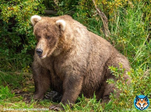 As a Jew, Yom Kippur is very important to me. But as a human woman with eyes, Fat Bear Week is my holiest of all holidays.