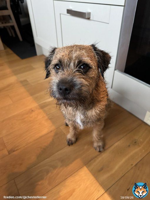 Pals I have had a festiff baff! I now smells of teatrees, need to escape to find sumfink smelly to rolls in!  #btposse