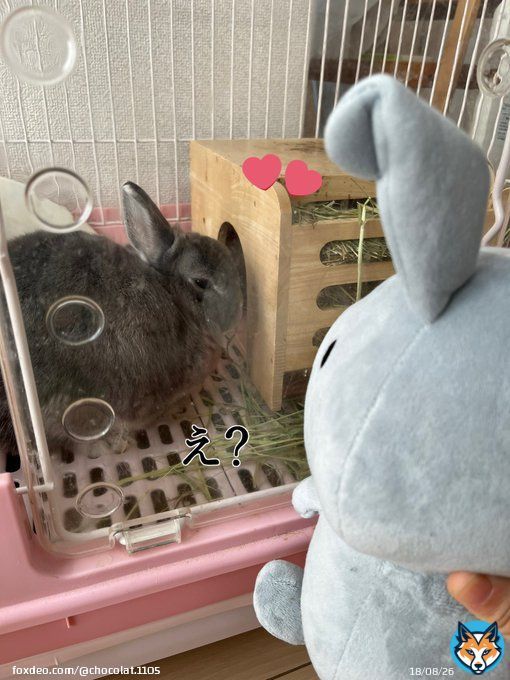 お引越しして欲しかったです 今日もうちの子を添えて&hellip; #ギャル曽根88点 #ラヴィット