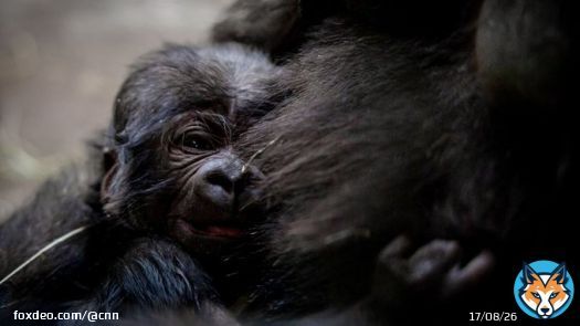 A bouncing baby gorilla has been born at the Fort Worth Zoo in Texas