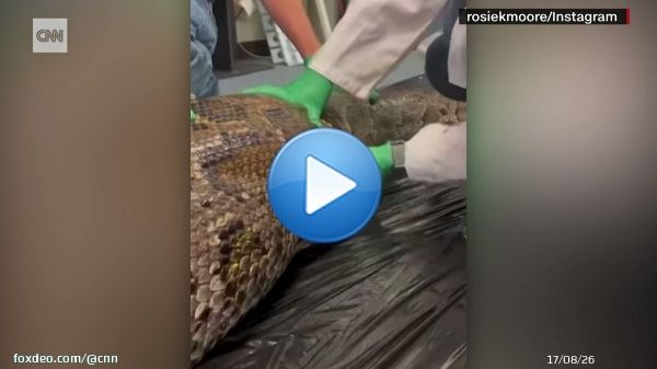 'It was compared to a turducken?'   A python's last big meal was a doozy. Look what scientists found when they opened him up.