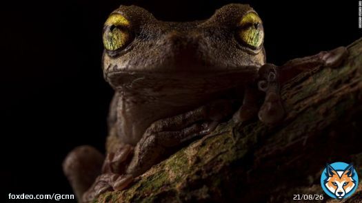 A Helena's tree frog, camouflaged against bark except for its glowing golden eyes, has been named as the overall winner of this year's British Ecological Society photography competition, organizers have announced.