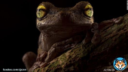 A Helena's tree frog, camouflaged against bark except for its glowing golden eyes, has been named as the overall winner of this year's British Ecological Society photography competition, organizers have announced.