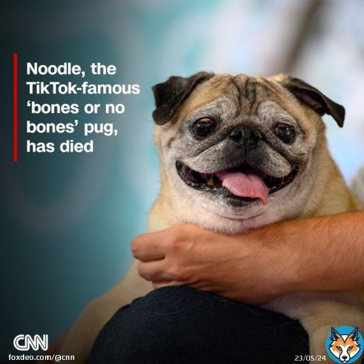 Noodle, the geriatric pug who captured hearts across the internet for his “bones or no bones” ritual, has died at age 14, his owner says.