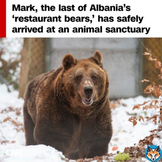After over twenty years in captivity, Mark, the last of Albania’s “restaurant bears,” has safely arrived at his new home, an animal sanctuary in Austria