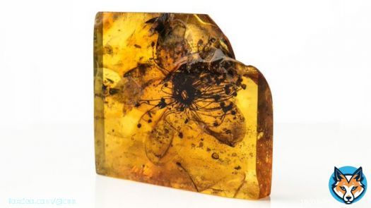 Almost 40 million years ago a flower bloomed in a Baltic conifer forest. Dripping tree resin encased the petals and pollen, forever showcasing an ephemeral moment in our planet&rsquo;s past.