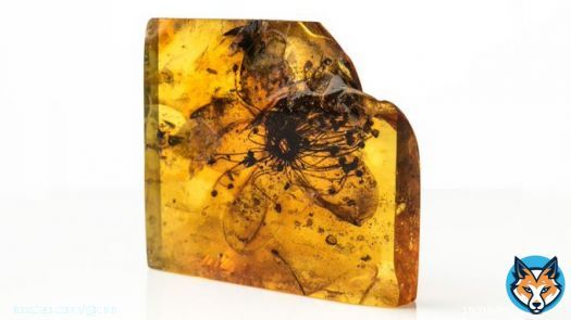 Almost 40 million years ago a flower bloomed in a Baltic conifer forest. Dripping tree resin encased the petals and pollen, forever showcasing an ephemeral moment in our planet&rsquo;s past.
