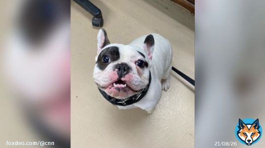 Ralphie is a 'fire-breathing demon' -- but the Niagara SPCA wants you to adopt him anyway.