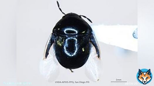 For the first time ever, a &ldquo;corimelaena palmeri&rdquo; insect has been documented in the US after hitching a ride in a shipment of fresh cut flowers, according to Customs officials.