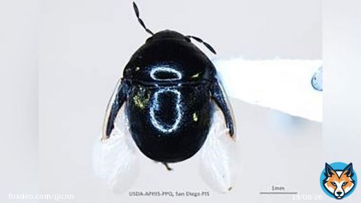 For the first time ever, a &ldquo;corimelaena palmeri&rdquo; insect has been documented in the US after hitching a ride in a shipment of fresh cut flowers, according to Customs officials.