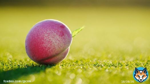 Georgia lost more than 90% of this year&rsquo;s peach crop after abnormally warm weather this winter and a late-season freeze