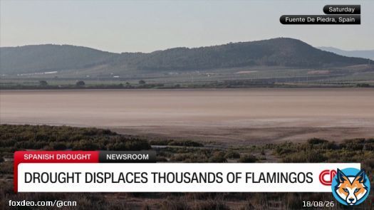 Drought conditions in Spain displace flamingos and reveal ruins