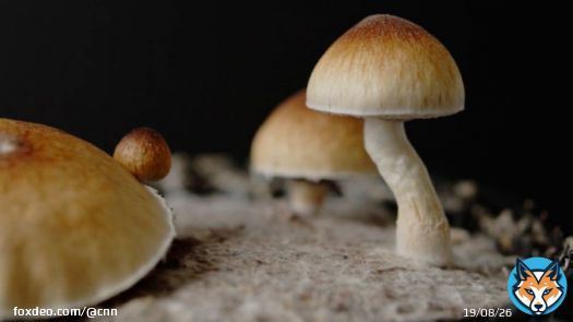 Opinion: Why a CNN reporter decided to try magic mushrooms on camera