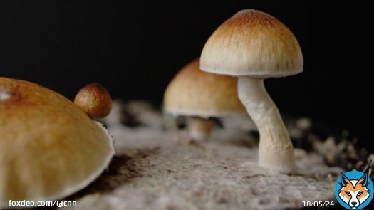 Opinion: Why a CNN reporter decided to try magic mushrooms on camera