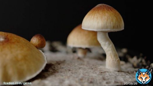 Opinion: Why a CNN reporter decided to try magic mushrooms on camera