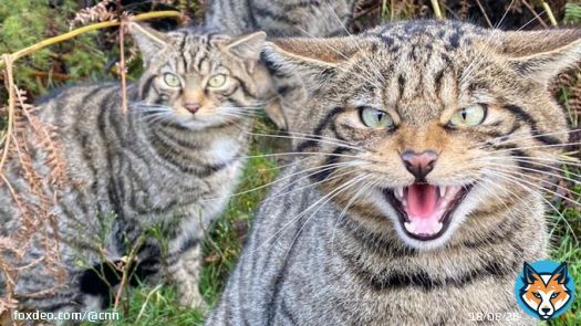 Around 60 Scottish wildcats will be released over the next three years.