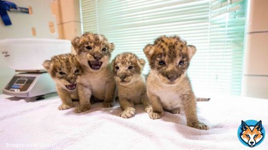 The Buffalo Zoo in New York welcomed four new lion cubs into their African lion pride in early June.