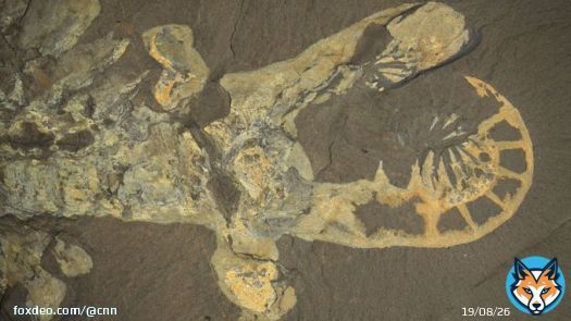 An ancient shrimplike creature was thought to be the quintessential apex predator of its time, but a&nbsp;new study suggests it was more of a&nbsp;weakling than once assumed