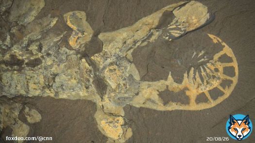 An ancient shrimplike creature was thought to be the quintessential apex predator of its time, but a&nbsp;new study suggests it was more of a&nbsp;weakling than once assumed