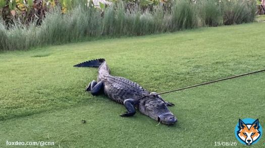 A 79-year-old Florida man was bitten by a nearly 7-foot-long alligator Thursday morning at a golf course in Naples, according to local authorities