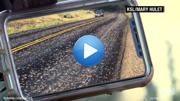 Witnesses describe seeing a 'biblical' mass migration of toads over a mile long in Stockton, Utah