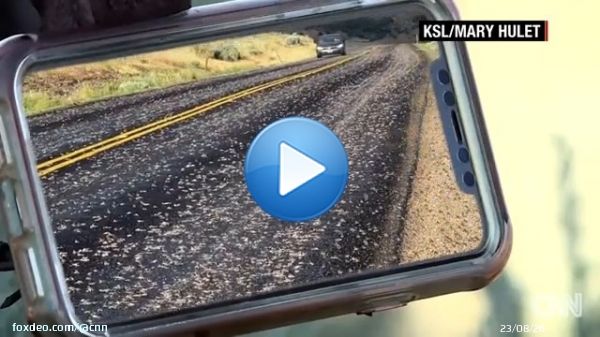 Witnesses describe seeing a 'biblical' mass migration of toads over a mile long in Stockton, Utah