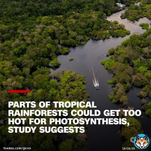 Some leaves in tropical forests from South America to South East Asia are getting so hot they may no longer be able to photosynthesize.