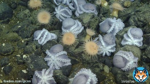 Researchers believe the deep-sea octopuses migrate to the deep-sea thermal springs in such numbers to mate and nest, according to a new study published in the journal Science Advances.