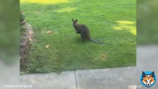 Runaway wallaby caught on camera in Illinois man's backyard
