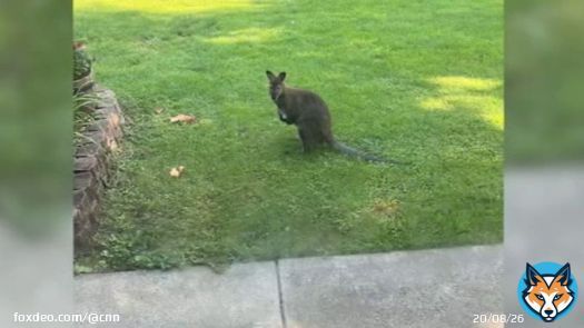 Runaway wallaby caught on camera in Illinois man's backyard