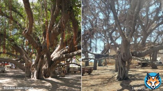 A huge banyan tree charred by the wildfires in Maui is sprouting new green leaves, giving hope all was not completely lost in the flames.