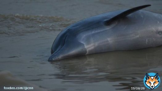 More than a hundred dolphins have been found dead in the Brazilian Amazon amid a historic drought and record-high water temperatures