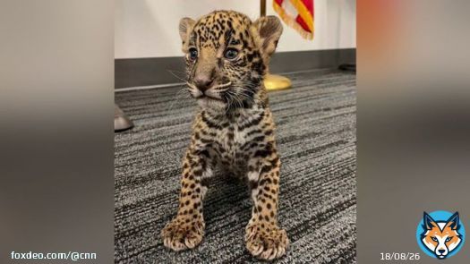 A Texas couple who sold an exotic South American cat to an undercover agent was arrested while trying to sell a jaguar cub to the same agent a month later