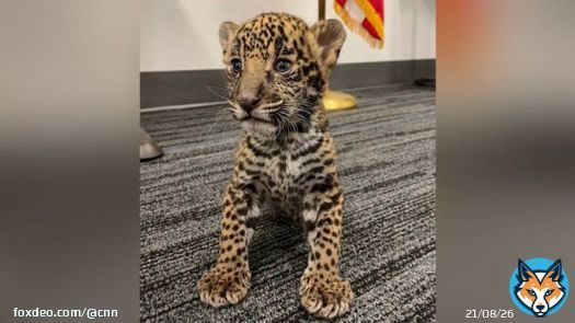 A Texas couple who sold an exotic South American cat to an undercover agent was arrested while trying to sell a jaguar cub to the same agent a month later