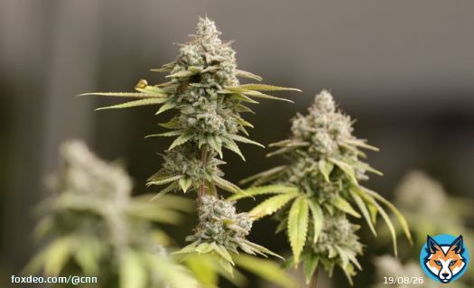 CNN Projection: Ohio voters approve legalizing recreational marijuana in the state for adults 21 and older.