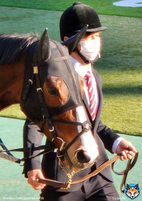 東京11R #ギルデッドミラー  #三浦皇成 騎手 #根岸ステークス 2着頑張りました