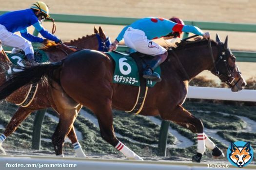 ギルデッドミラー 三浦皇成騎手 今日も人馬一体凄まじい末脚がかっこよかった！