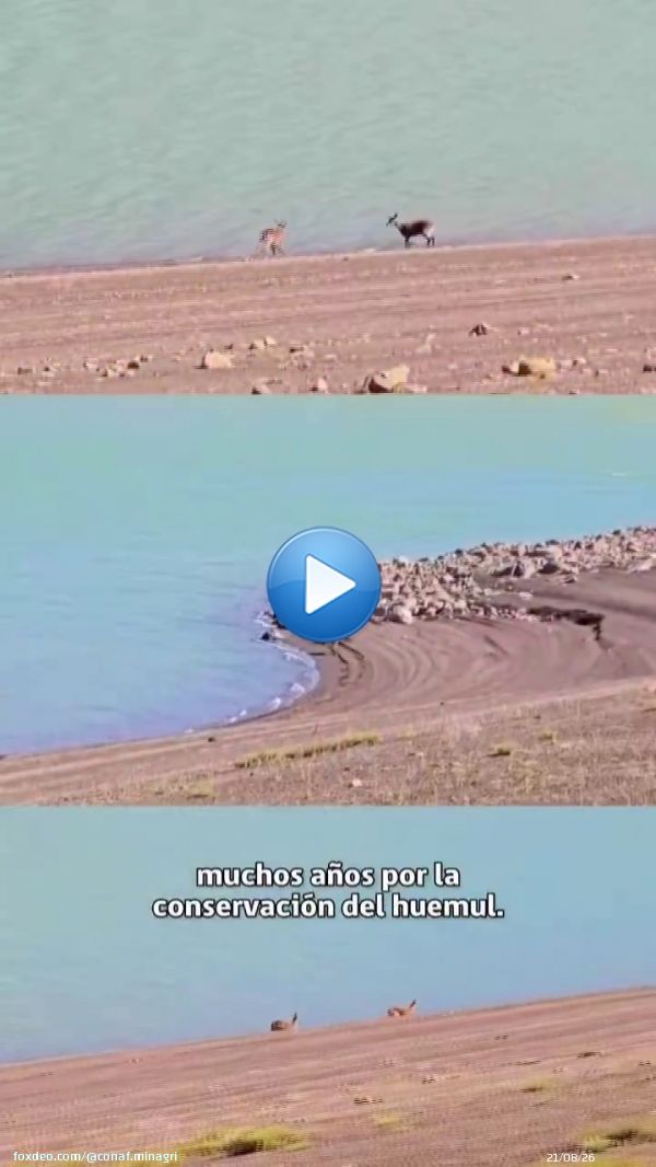 ¡Buenas noticias para la conservación del huemul! En el Parque Nacional Laguna del Laja se registraron tres avistamientos de huemules el último mes. Junto al @sagchile instalamos cámaras trampa para monitorear su comportamiento y reforzamos medidas para su protección