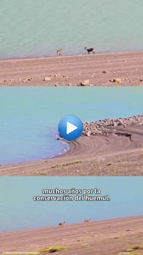 ¡Buenas noticias para la conservación del huemul! En el Parque Nacional Laguna del Laja se registraron tres avistamientos de huemules el último mes. Junto al @sagchile instalamos cámaras trampa para monitorear su comportamiento y reforzamos medidas para su protección