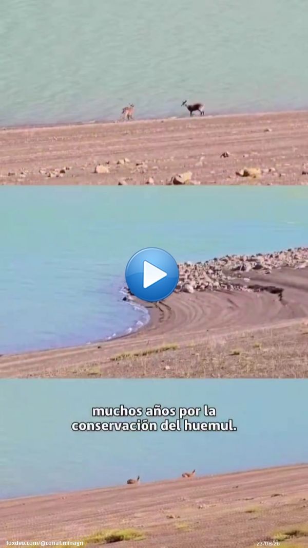 ¡Buenas noticias para la conservación del huemul! En el Parque Nacional Laguna del Laja se registraron tres avistamientos de huemules el último mes. Junto al @sagchile instalamos cámaras trampa para monitorear su comportamiento y reforzamos medidas para su protección