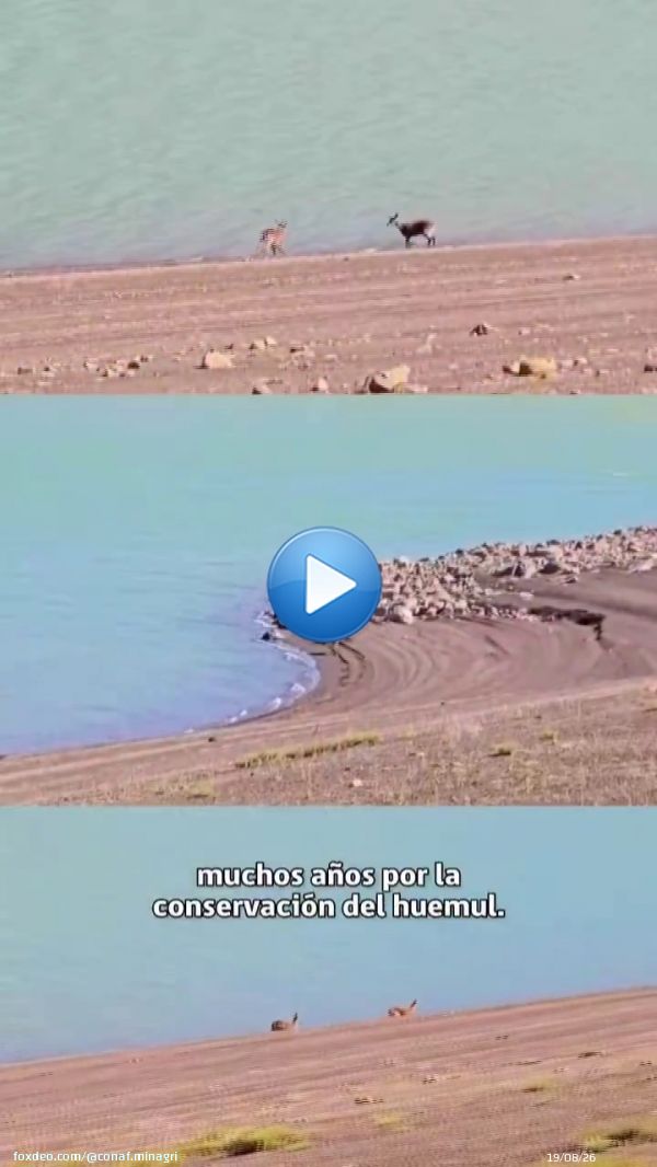 ¡Buenas noticias para la conservación del huemul! En el Parque Nacional Laguna del Laja se registraron tres avistamientos de huemules el último mes. Junto al @sagchile instalamos cámaras trampa para monitorear su comportamiento y reforzamos medidas para su protección