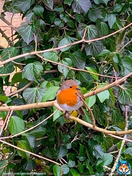 Cheeky little Robin said morning today
