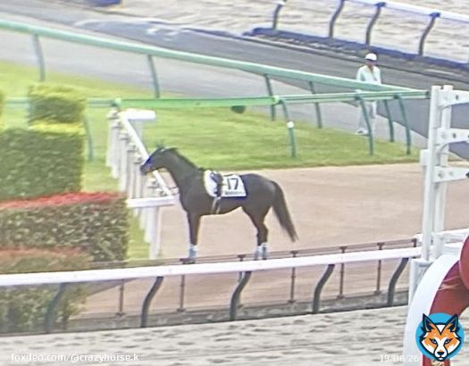 #ドゥラエレーデ  本当に落馬したのかと思えるほどのレースっぷり  道中は後方待機も緩い流れを感知しペースアップ、スキルヴィングを徹底マークし折り合いも完璧だった  ゴール後もしっかりUターンし、だれのチカラも借りずに地下馬道へ一番乗りで降りていく  頭脳だけは7708頭の頂点