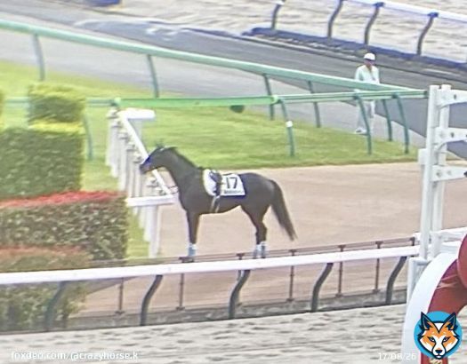 #ドゥラエレーデ  本当に落馬したのかと思えるほどのレースっぷり  道中は後方待機も緩い流れを感知しペースアップ、スキルヴィングを徹底マークし折り合いも完璧だった  ゴール後もしっかりUターンし、だれのチカラも借りずに地下馬道へ一番乗りで降りていく  頭脳だけは7708頭の頂点