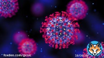 Nuevas claves sobre cómo el coronavirus lleva a cabo la infección  Una región de la proteína Spike actúa como una llave que permite la entrada del virus SARS-CoV-2 a las células